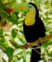 Toucan (Photo F. Mrugala) (3)